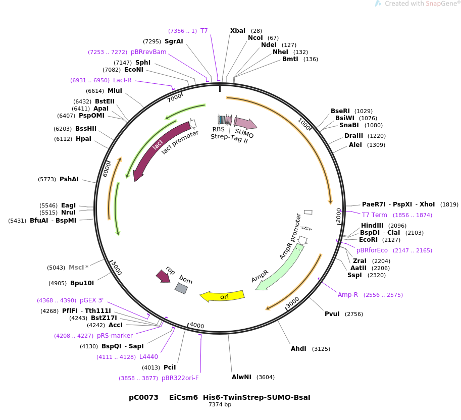 pC0073 EiCsm6 His6-TwinStrep-SUMO-BsaI质粒图谱